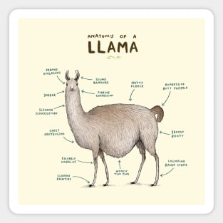 Anatomy of a Llama Magnet